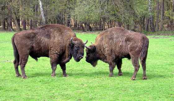 欧洲巨兽 欧洲野牛 死而后生 欧洲巨兽 欧洲野牛 死而后生