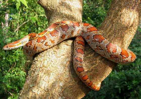 玉米锦蛇 粟米蛇、玉米蛇、红鼠蛇