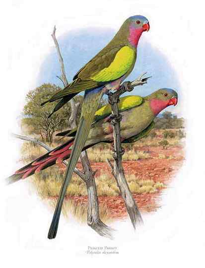 澳洲最娇柔的鹦鹉——公主鹦鹉 Polytelis alexandrae