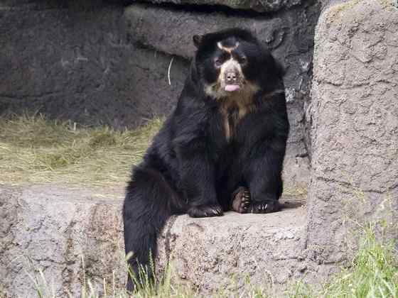 南美洲唯一的熊  眼镜熊(安第斯熊)