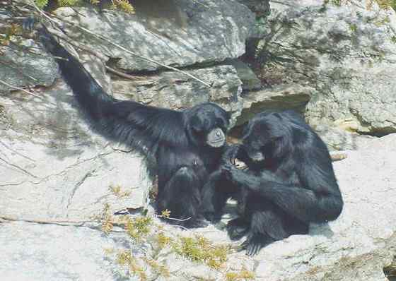 体型最大的长臂猿——马来亚长臂猿 体型最大的长臂猿——马来亚长臂猿