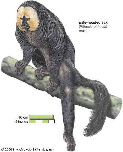 白脸僧面猴 White faced saki 白脸僧面猴 White faced saki