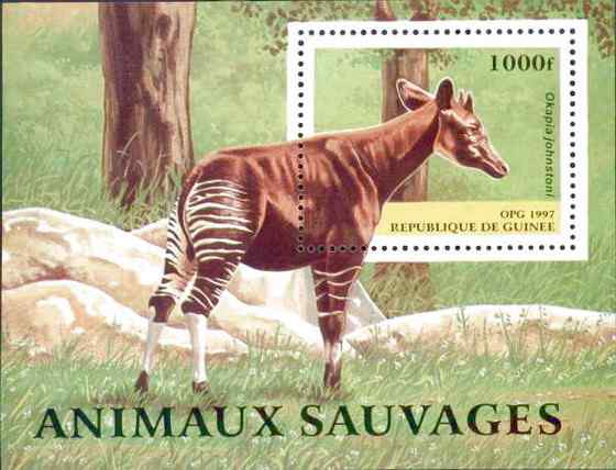 极度珍稀的霍加皮 长颈鹿的近亲 极度珍稀的霍加皮 长颈鹿的近亲