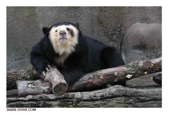 南美洲唯一的熊  眼镜熊(安第斯熊)