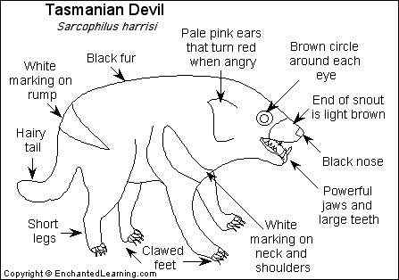世界上最凶猛的哺乳动物  袋獾