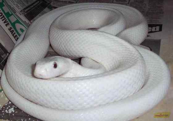 球蟒 受惊时会卷成球状的蟒蛇