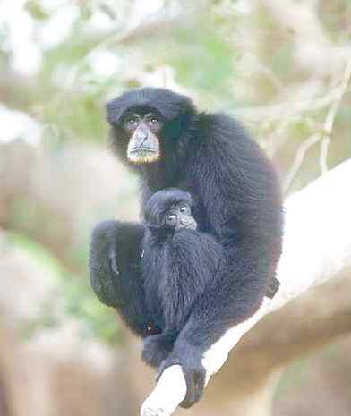 体型最大的长臂猿——马来亚长臂猿 体型最大的长臂猿——马来亚长臂猿