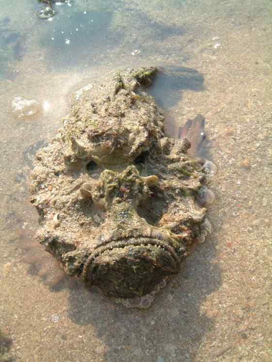 危险的鱼咬人 石鱼 危险的鱼咬人 石鱼