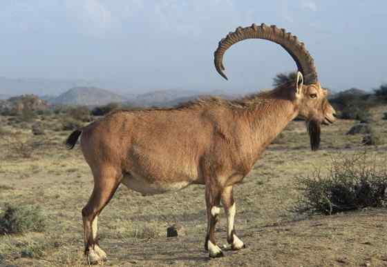 英俊的大角羊  云山羊