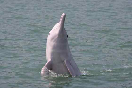 香港回归的吉祥物  中华白海豚