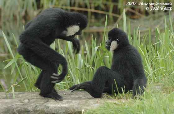 高度濒危的白颊长臂猿 Hylobates leucogenys