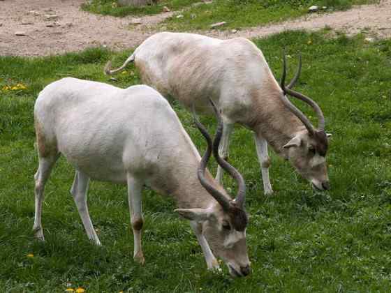 旋角羚 Addax nasomaculatus
