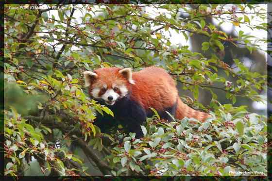 小熊猫又被叫做火狐(Fire fox) 小熊猫又被叫做火狐(Fire fox)