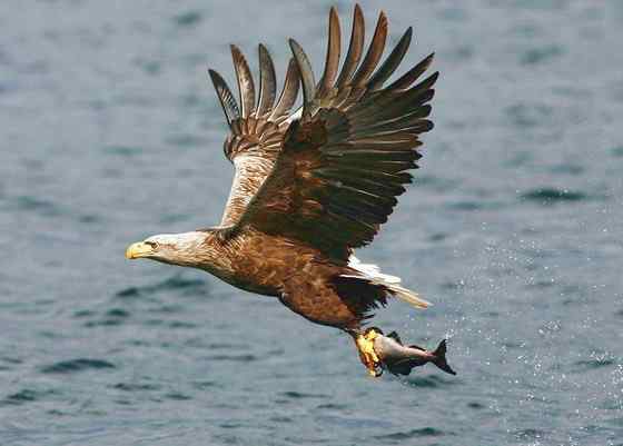 波兰国鸟白尾海雕 Haliaeetus albicilla