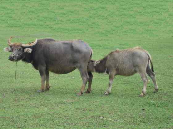 印度神话 亚洲水牛 印度神话 亚洲水牛
