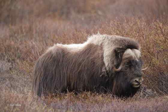 北极地区最大的食草动物  似牛实羊的麝牛