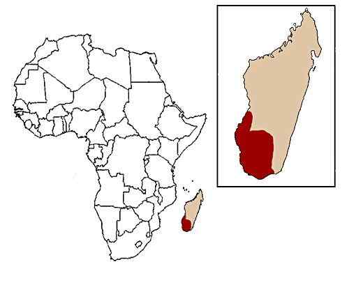 著名的马达加斯加狐猴  环尾狐猴