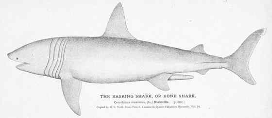 晒太阳的鲨鱼  姥鲨 Basking shark