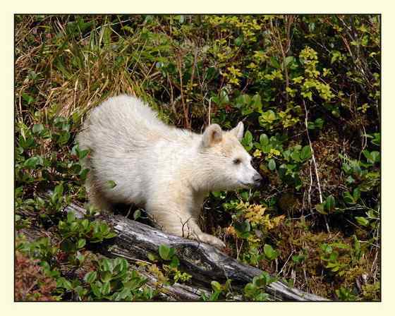 白灵熊 Kermode bear