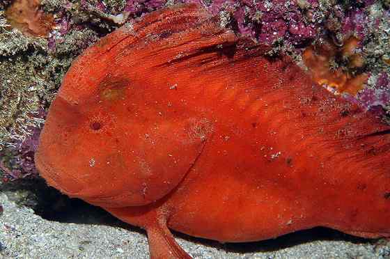 漂亮的罕见的“印第安鱼” 丑鲉 漂亮的罕见的“印第安鱼” 丑鲉