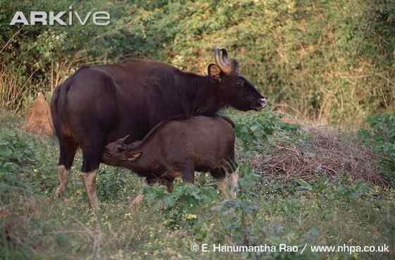 《西游记》中牛魔王的原型 白肢野牛 《西游记》中牛魔王的原型 白肢野牛