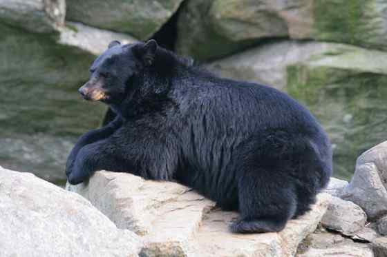 美洲数量最多、分布最为广泛的熊类--美洲黑熊
