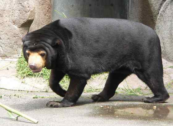 身材娇小的马来熊