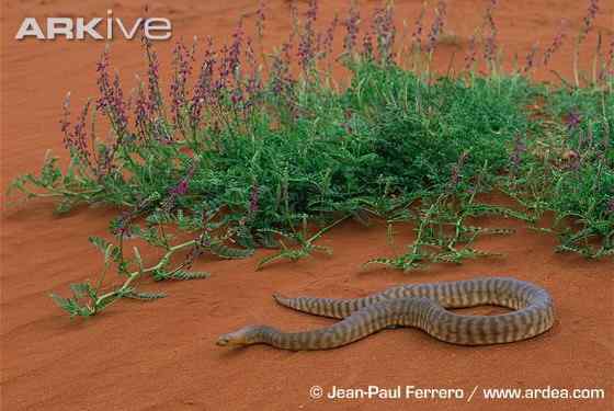 沙漠中的蟒蛇——兰氏盾蟒 Aspidites ramsayi