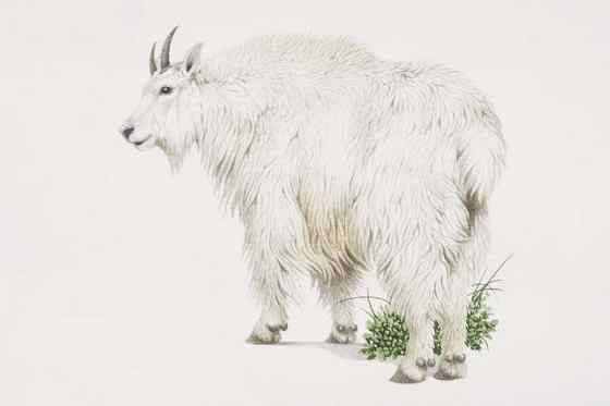 北美洲独有的本土羊类——石山羊 Oreamnos americanus