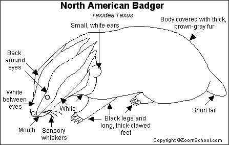 北美洲动物——美洲獾 Taxidea taxus