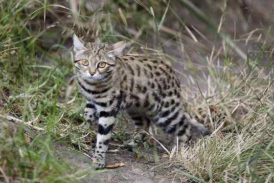 猫科动物家族中的小弟弟——黑足猫Felis nigripes