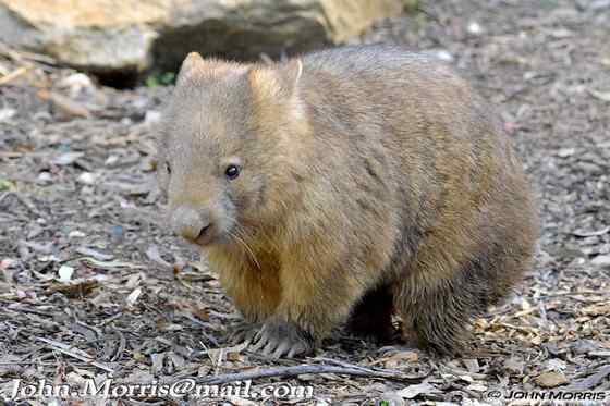澳洲考拉  袋熊