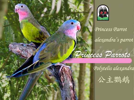 澳洲最娇柔的鹦鹉——公主鹦鹉 Polytelis alexandrae