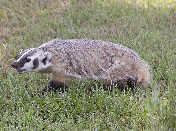 北美洲动物——美洲獾 Taxidea taxus