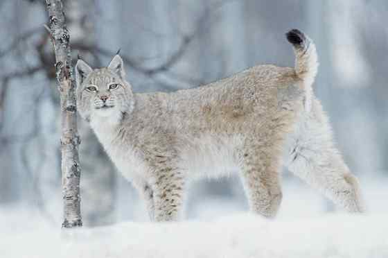 猫科动物  猞猁、羊猞猁、马猞猁