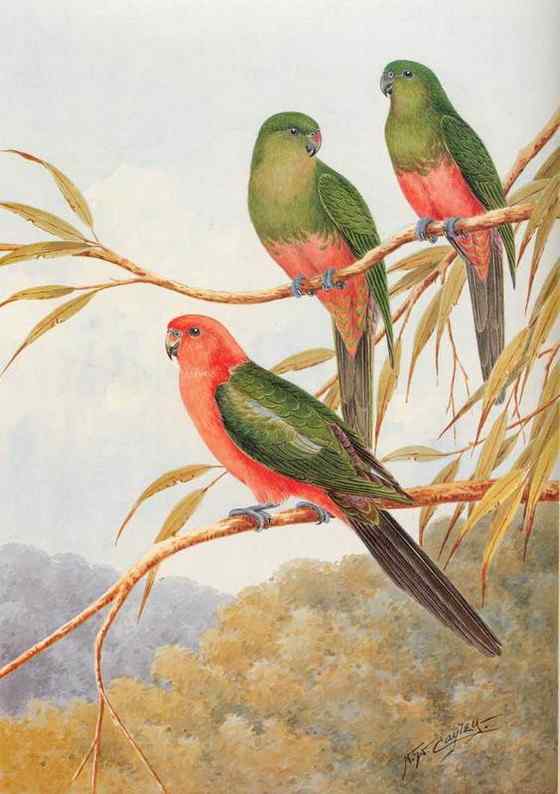 澳洲王鹦鹉 Alisterus scapularis 生性开朗