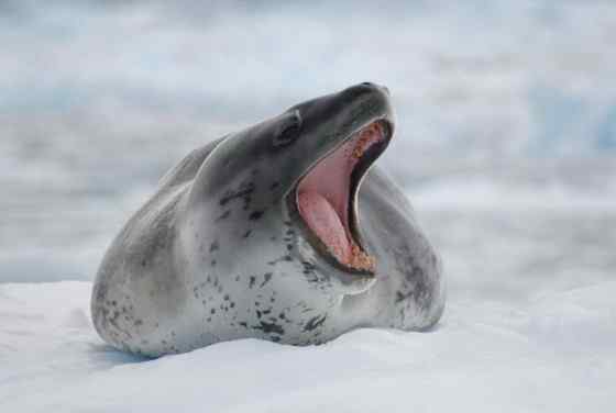 南极豹形海豹 南极豹形海豹