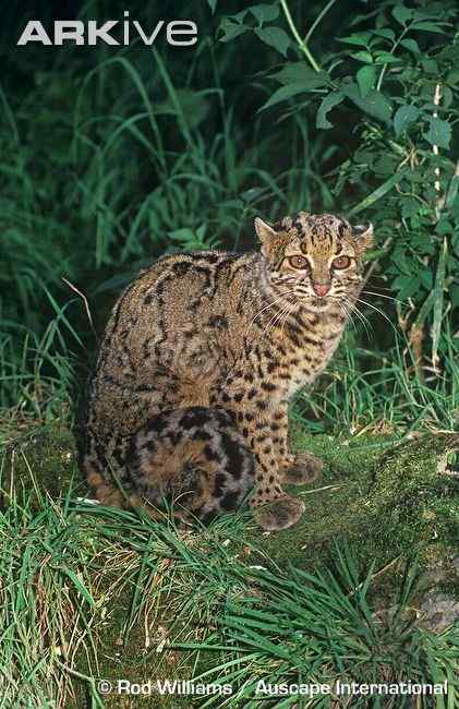 漂亮的猫科动物  石纹猫