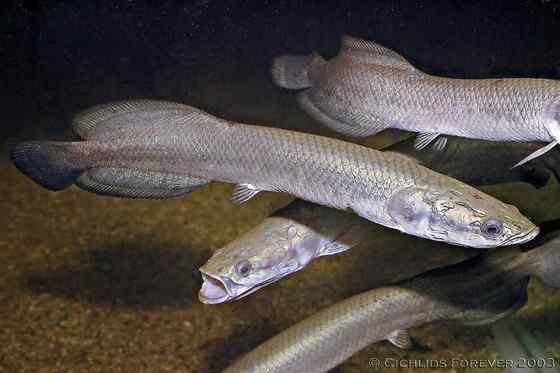 世界上最大的淡水鱼 亚马孙河里的巨骨舌鱼 世界上最大的淡水鱼 亚马孙河里的巨骨舌鱼