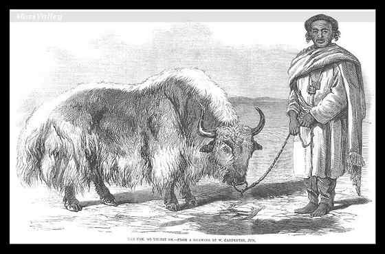 青藏高原地区独有的动物 野牦牛