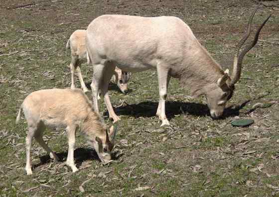 旋角羚 Addax nasomaculatus