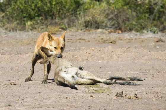 澳洲野狗 最著名的外来入侵物种 澳洲野狗 最著名的外来入侵物种