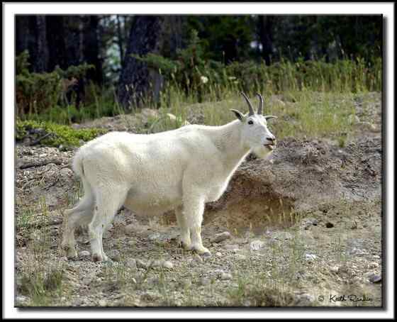 北美洲独有的本土羊类——石山羊 Oreamnos americanus