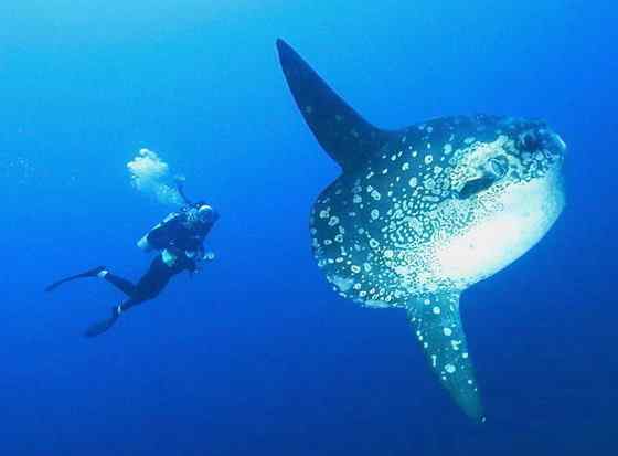 最大的硬骨鱼--巨大无比的头--翻车鱼