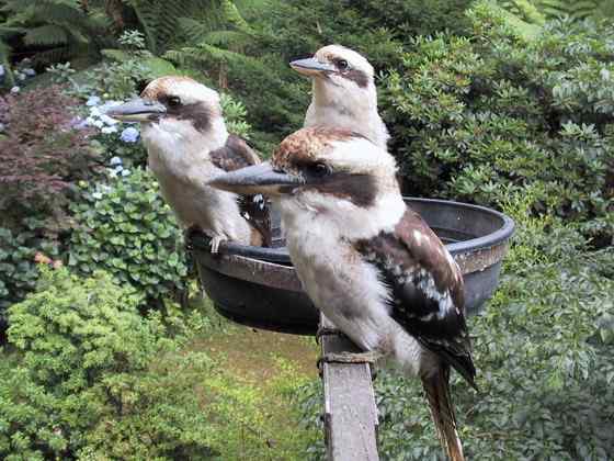 澳洲笑翠鸟 澳洲笑翠鸟