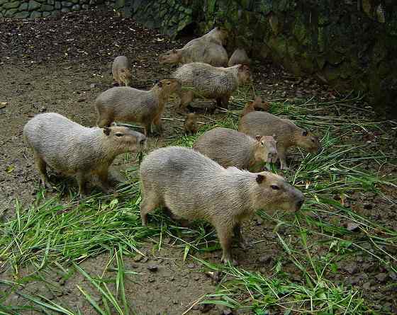 世界上最大的啮齿目动物——水豚 世界上最大的啮齿目动物——水豚
