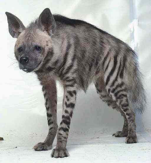 缟鬣狗 Hyaena hyaena