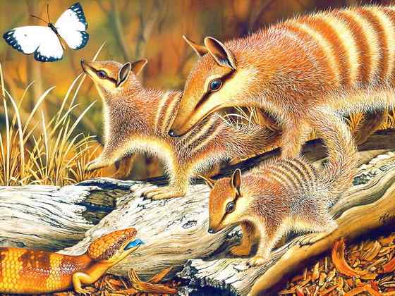 袋食蚁兽 Myrmecobius fasciatus