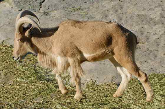 非洲唯一的野生羊种——鬣羊 bearded argali 非洲唯一的野生羊种——鬣羊 bearded argali