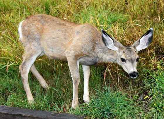 骡鹿 臀部都是白色